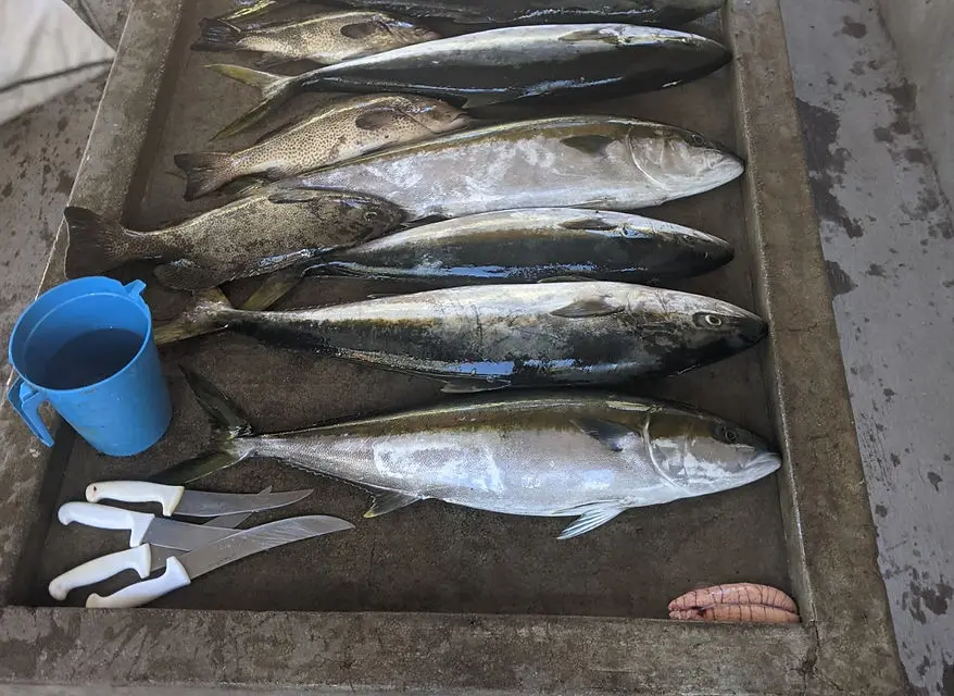 Fish fillet and cleaning, Loreto, Mexico