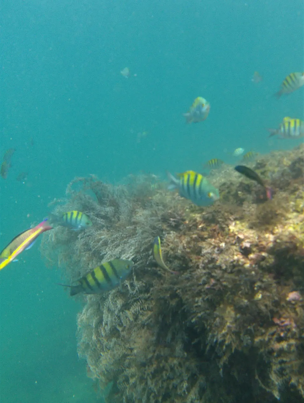 loreto snorkel, snorkeling in loreto, loreto, snorkel