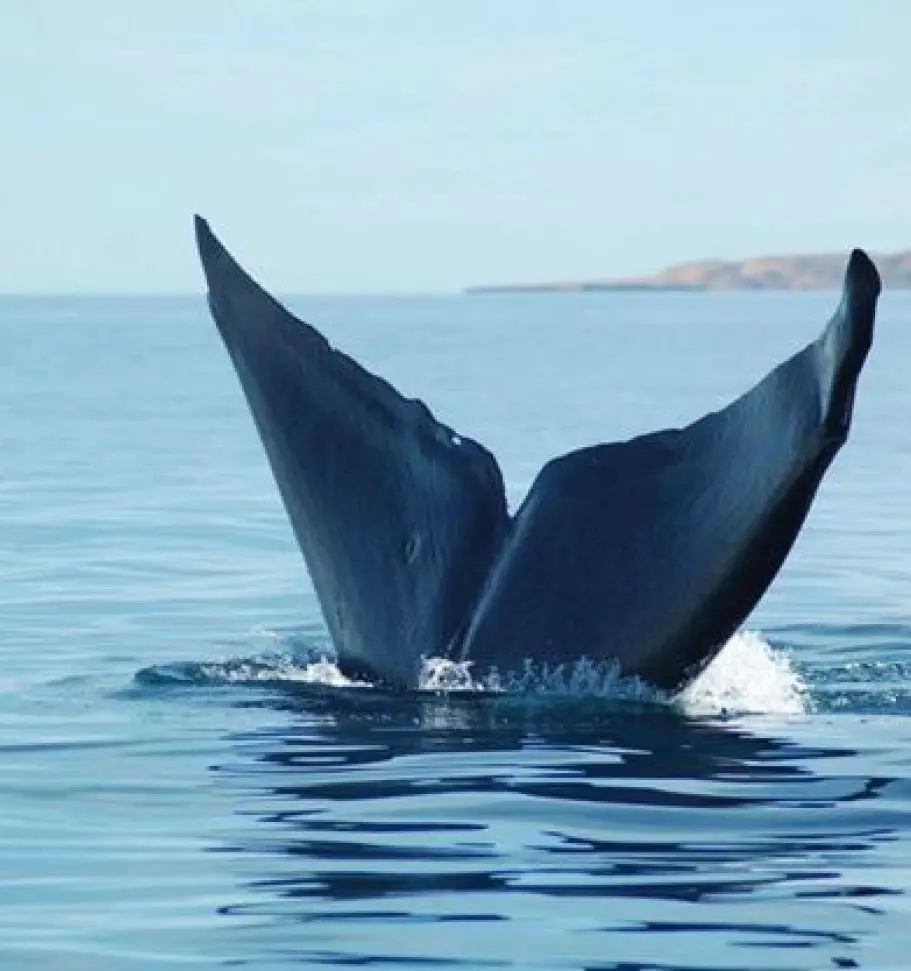 whale watching, loreto, tours, companies, costs