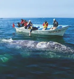 whale watching, loreto, tours, companies, costs