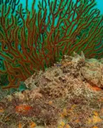 Loreto, scuba, diving, tours, companies, costs, Scuba Loreto
