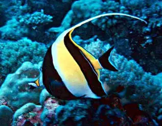Moorish Idol