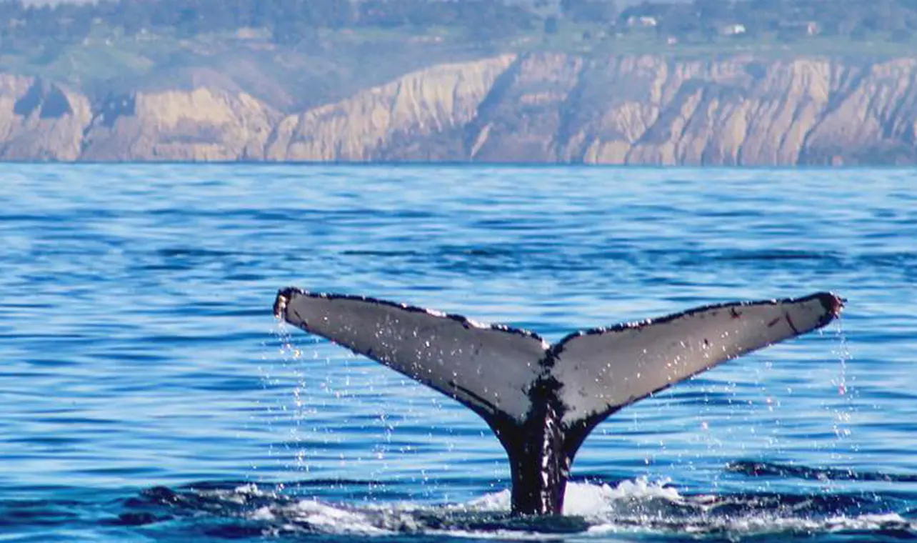 whale watching, loreto, tours, companies, costs