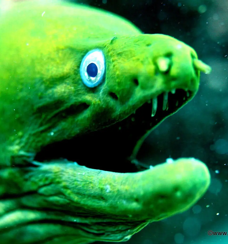 Loreto, scuba, diving, tours, companies, costs, Scuba Loreto