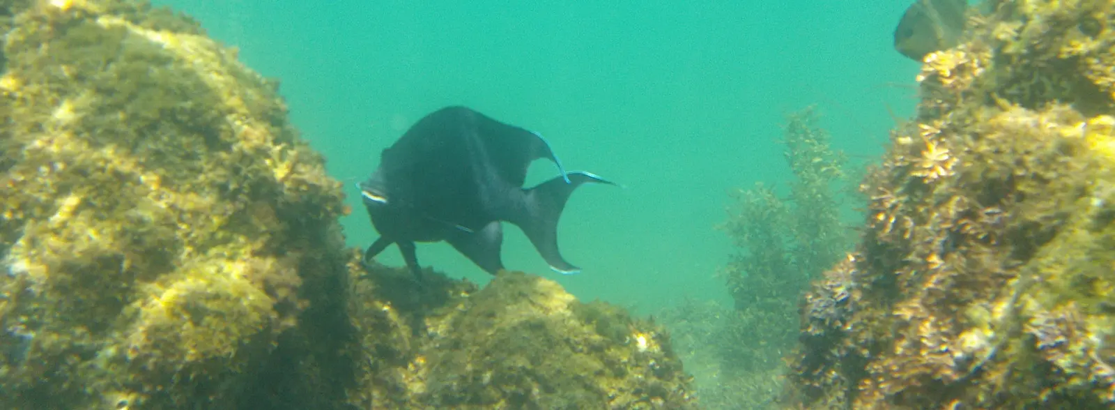 loreto bay snorkeling