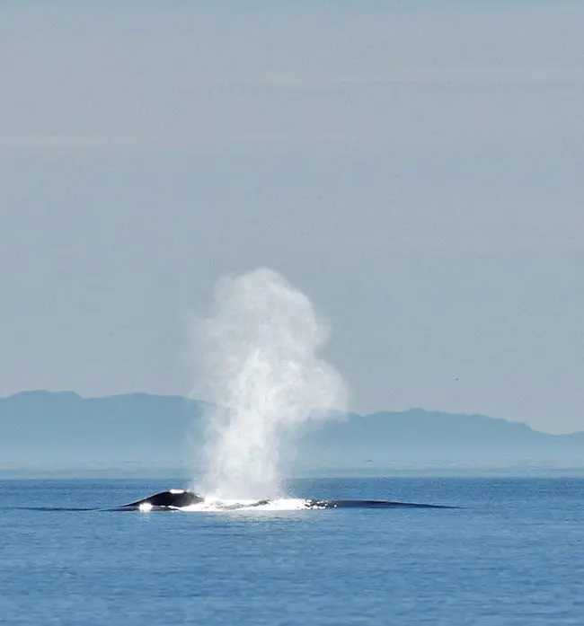 whale watching, loreto, tours, companies, costs